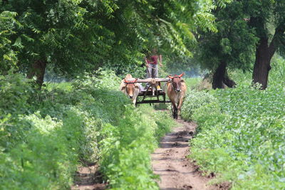 Man on ox cart amidst trees