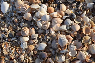 Full frame shot of seashells