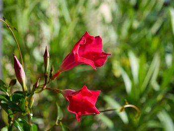 Close-up of red rose plant