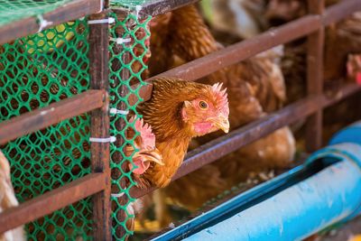 Close-up of rooster