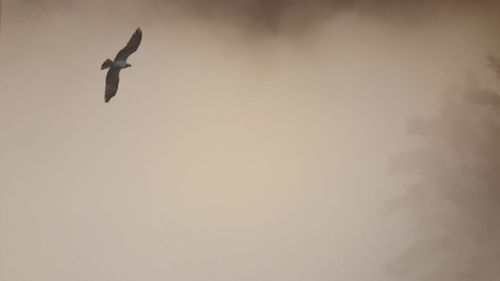 Bird flying over white background