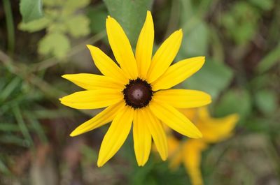 Close-up of yellow flower