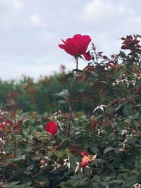 Close-up of red poppy blooming on field against sky