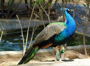 Close-up of peacock perching outdoors