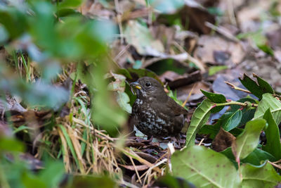 Bird perching on a tree