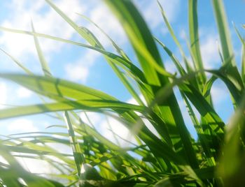 Close-up of fresh green grass against sky