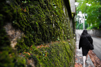 Rear view of woman walking by moss covered wall in city
