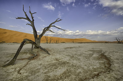 Bare tree in desert against sky