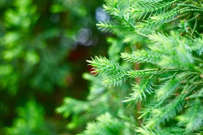 Close-up of plant growing on tree