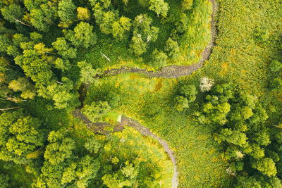 Aerial drone view of winding river in greenfield. lush wetlands of bird's eye view. 