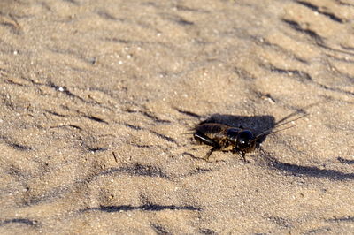 High angle view of insect on sand