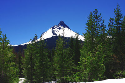 Low angle view of trees on mountain against sky