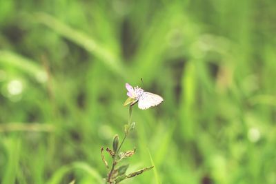 Close-up of butterfly on plant