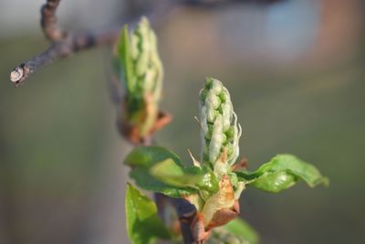 Close-up of fresh green plant