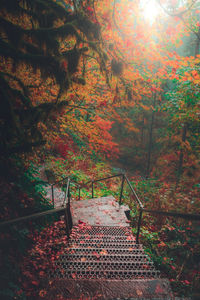 Trees in forest during autumn
