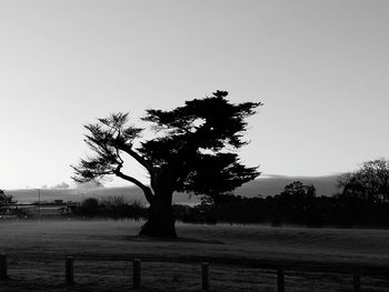 Tree on field against clear sky