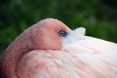 Close-up of flamingo grooming