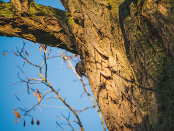 Low angle view of tree against sky