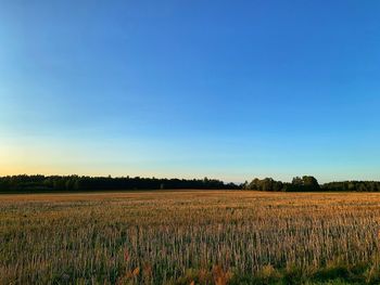 Scenic view of agricultural field against clear blue sky