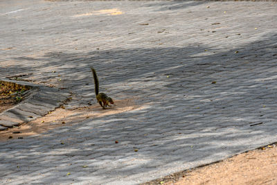 High angle view of insect on land