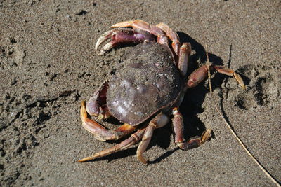 Close-up of dead crab