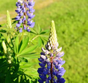 Close-up of purple flowering plant in field
