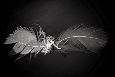 Close-up of leaf over black background