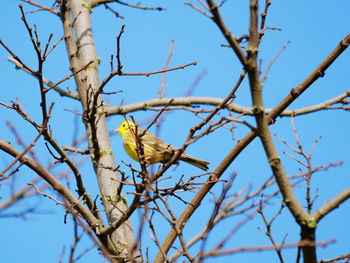 Low angle view of bird perching on tree
