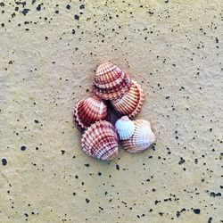 Close-up of seashell on sand