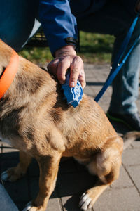 Midsection of man holding dog