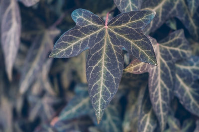 Close-up of leaf