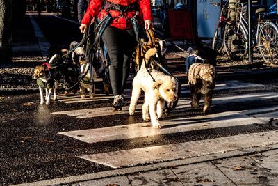 Low section of man walking on road