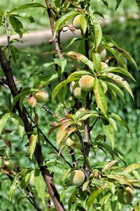 Close-up of fruits growing on tree