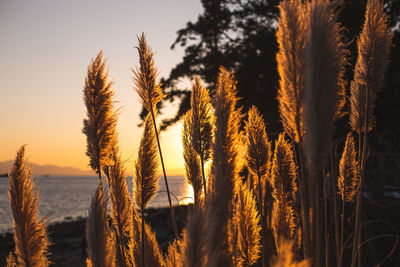 Close-up of stalks against sky during sunset