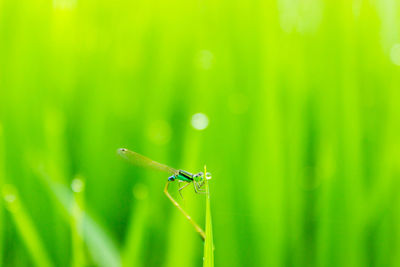 Small dragonfly in the morning with blur background and beautiful dew