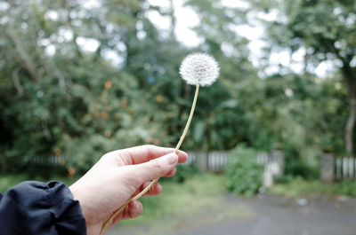 Close-up of hand holding flower against trees