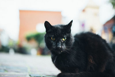 Portrait of cat sitting outdoors