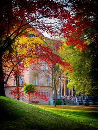 Trees in park during autumn