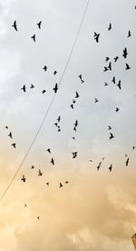 Low angle view of birds flying in sky