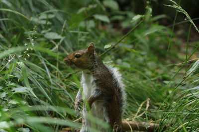 Squirrel on a field