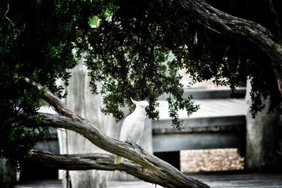 Sulphur-crested cockatoo perching on tree