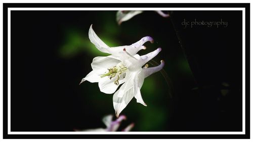 Close-up of white flowers blooming outdoors