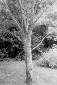 Trees growing on field in forest