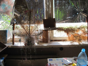 Close-up of potted plant on table by window