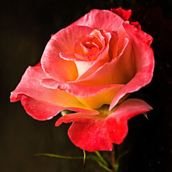 Close-up of pink rose against black background