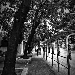 Trees against sky