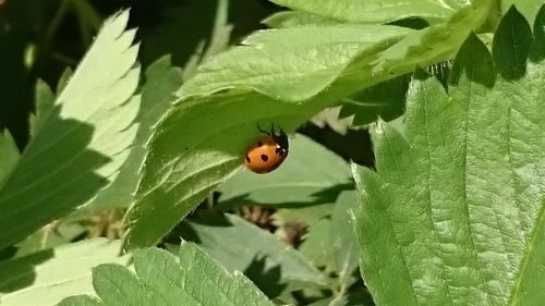 Close-up of ladybug on leaf