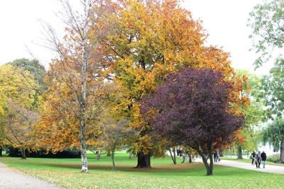 Trees in park during autumn