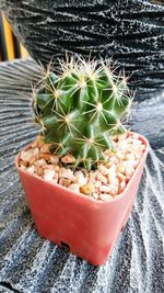 High angle view of potted plants on table