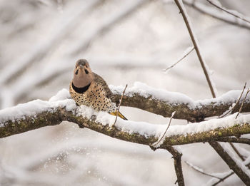 Low angle view of bird perching on snow